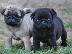 PoulaTo: Παγκ μοπς PUG Mops