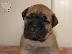 PoulaTo: bullmastiff αναγκελια γεννας!