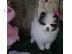 PoulaTo: Αξιολάτρευτο Pomeranian Puppies γενεαλογικό έτοιμο