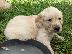 PoulaTo: LABRADOR