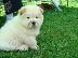 PoulaTo: chow chow προς πώληση.