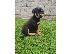 PoulaTo: Κουτάβια Rottweiler