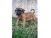PoulaTo: Κουτάβια Presa Canario