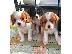 PoulaTo: Κουτάβια Cavalier King Charles Spaniel για υιοθεσία