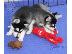 PoulaTo: Όμορφα αγνά κουτάβια Husky Siberian Husky