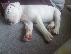 PoulaTo: Dogo Argentino καθαροαιμα κουταβια 6979314054 ΕΛΛΑΔΑ
