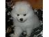 PoulaTo: Pomeranian Toy καθαροαιμα κουταβακια 6940048695 αθηνα θεσσαλονικη κρητη...