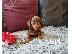 PoulaTo: Dachshund Θηλυκά και Αρσενικά