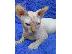 PoulaTo: Sphynx Cats προς πώληση