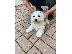 PoulaTo: Bichon Maltese për Shitje