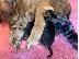 PoulaTo: Μινιατούρα Dachshunds