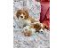 PoulaTo: Λατρευτά κουτάβια Cavalier King Charles Spaniel.