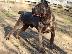 PoulaTo: Cane Corso
