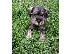 PoulaTo: Standard Schnauzer κουτάβια