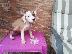 PoulaTo: amstaff 2 μηνων θηλυκα