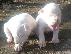 PoulaTo: Dogo argentino