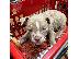 PoulaTo: Pitbull dog