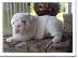 PoulaTo: englishbull κουτάβια για € 300