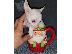 PoulaTo: TEACUP AKC κουτάβια Chihuahua