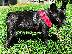 PoulaTo: French Bulldog