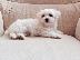 PoulaTo: Maltese