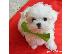 PoulaTo: Μαλτέζ μίνι (Maltese mini)