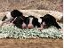PoulaTo: Κουτάβια Border Collie