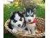 PoulaTo: Siberian Husky puppies €150