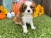 PoulaTo: Cavalier King Charles Spaniel