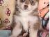 PoulaTo: ΚΑΤΑΠΛΗΚΤΙΚΗ ΑΓΑΠΗ POMSKY PU [PPY SVSILSBLE