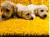 PoulaTo: Labrador Puppies
