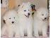 PoulaTo: Διαθέσιμα όμορφα κουτάβια Samoyed