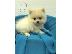 PoulaTo: Καθαρόαιμα κουτάβια Pomeranian