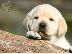 PoulaTo: Labrador κουταβακια