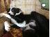PoulaTo: Κουτάβια Border Collie