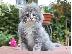 PoulaTo: Διαθέσιμο Maine Coon γατάκια