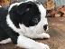 PoulaTo: πανέμορφο boston terrier κουτάβι