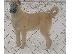 PoulaTo: Turski kangal