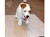 PoulaTo: Jack russell.