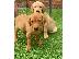 PoulaTo: Εδώ έχουμε 5 όμορφα κουτάβια Labrador retriever. Αυτά τα