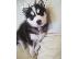 PoulaTo: Χάσκι Σιβηρίας (Siberian Husky)