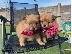 PoulaTo: Purebreed Pomeranian