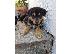 PoulaTo: Rottweiler με τσοπανοσκυλο κουταβακια χαριζονται