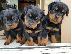 PoulaTo: Όμορφα κουτάβια Chunky Rottweiler
