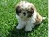 PoulaTo: Shih Tzu