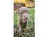 PoulaTo: Pitbull Blueline Lilac κουτάβια