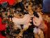 PoulaTo: Yorkshire terrier