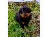 PoulaTo: Διαθεσιμα κουταβια rottweiler