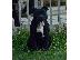 PoulaTo: Staffordshire Bull Terrier
