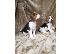 PoulaTo: Gorgeous Kc εγγεγραμμένα Beagle Pups